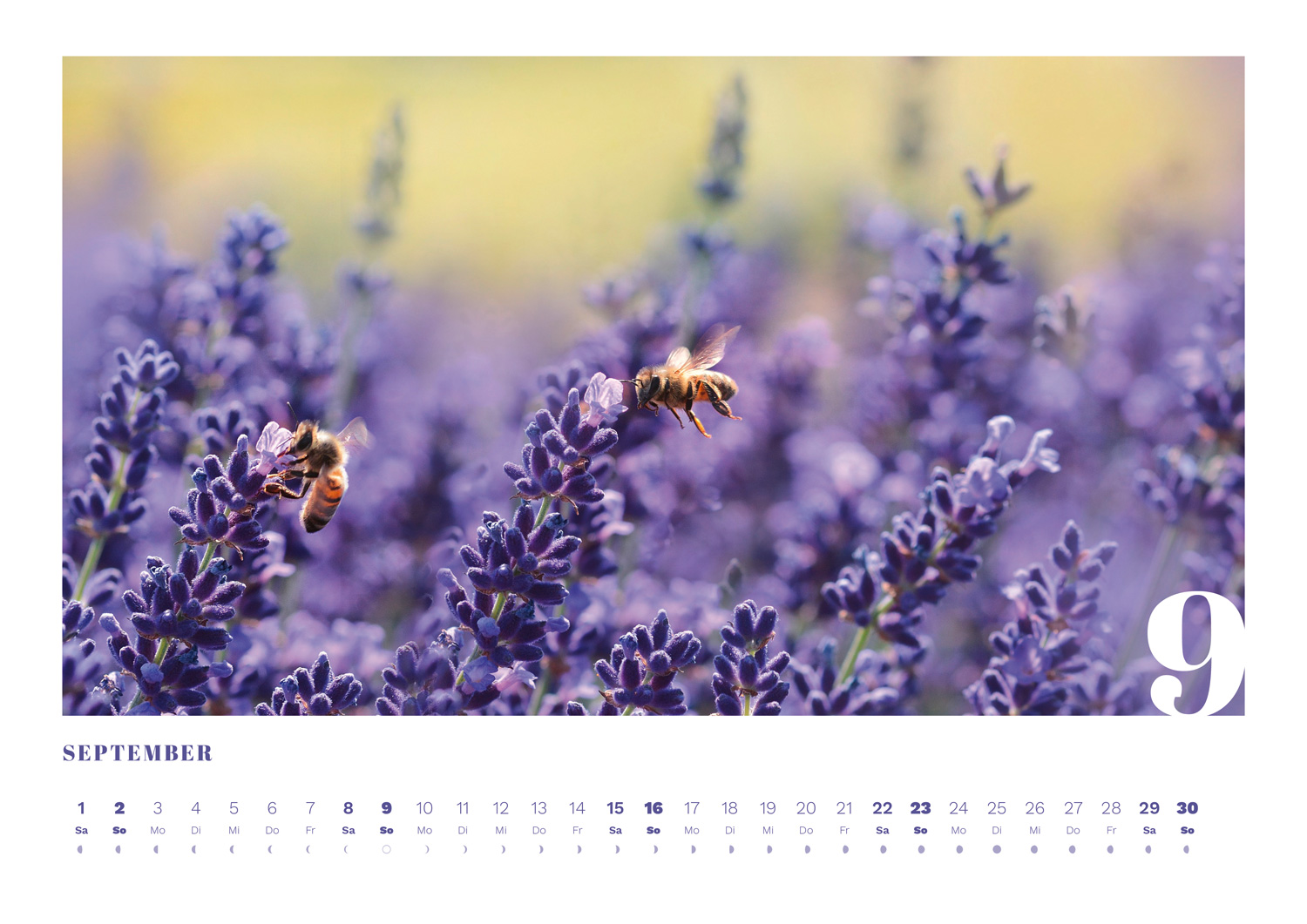 Calidario-PANTONE-Kalender 2018 im September mit Lavendel-Bienen-Motiv